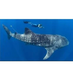 Whale Shark Zippered Unitard -Volcom Sportswear Shop 5667638640808 whaleshark 6a